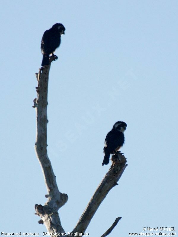 Black-thighed Falconetadult