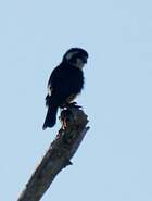 Black-thighed Falconet - Microhierax fringillarius