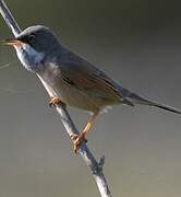 Spectacled Warbler