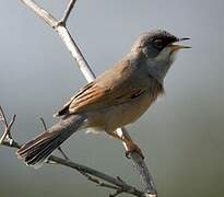 Spectacled Warbler