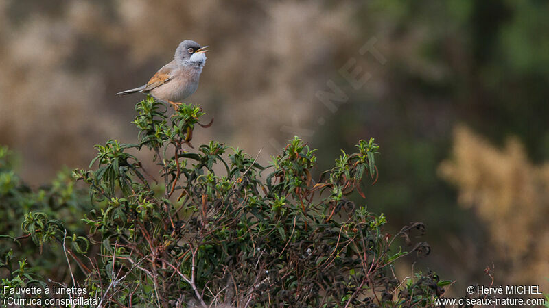 Spectacled Warbler male adult breeding