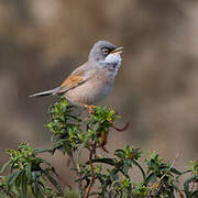 Spectacled Warbler