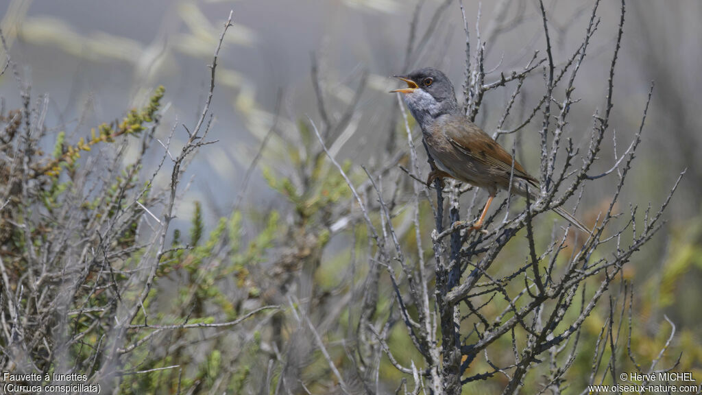 Spectacled Warbler male adult breeding