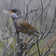 Spectacled Warbler