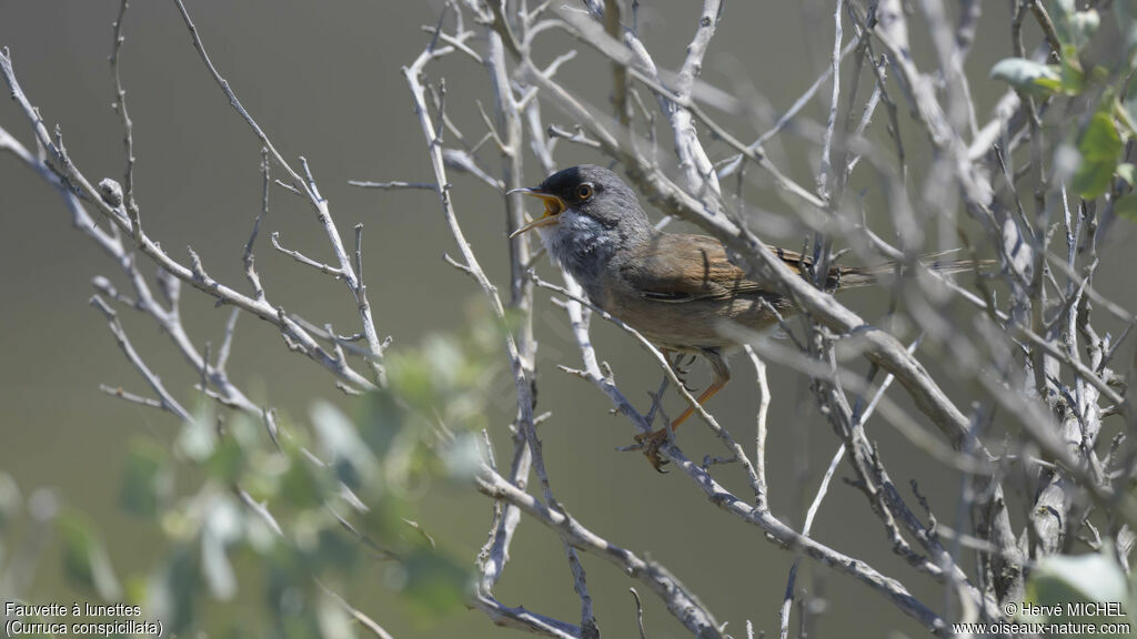 Spectacled Warbler male adult breeding