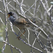 Spectacled Warbler