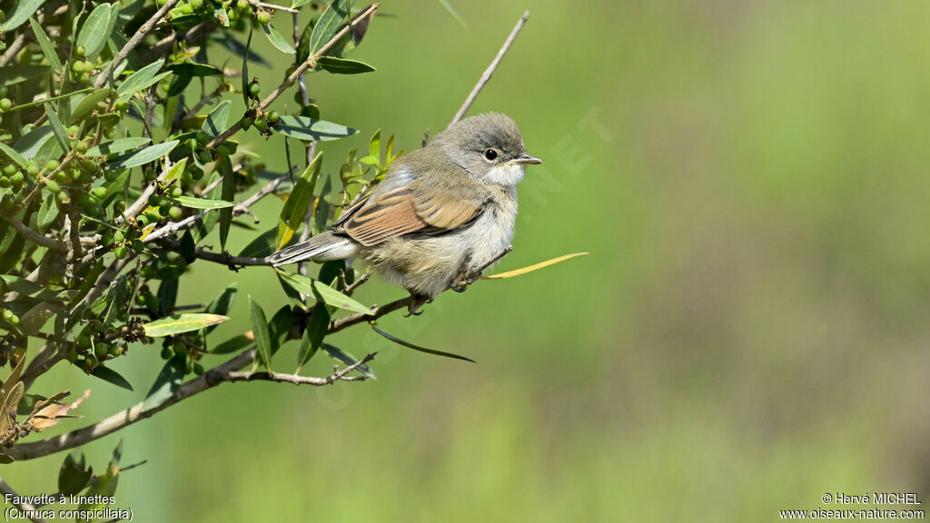 Spectacled Warblerjuvenile