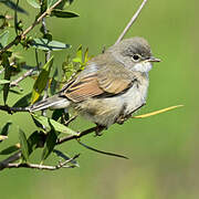 Spectacled Warbler