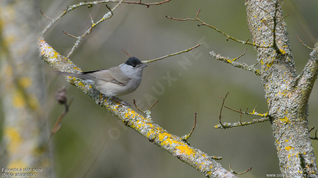 Eurasian Blackcap