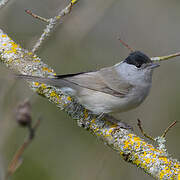 Eurasian Blackcap