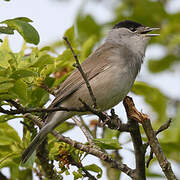 Eurasian Blackcap