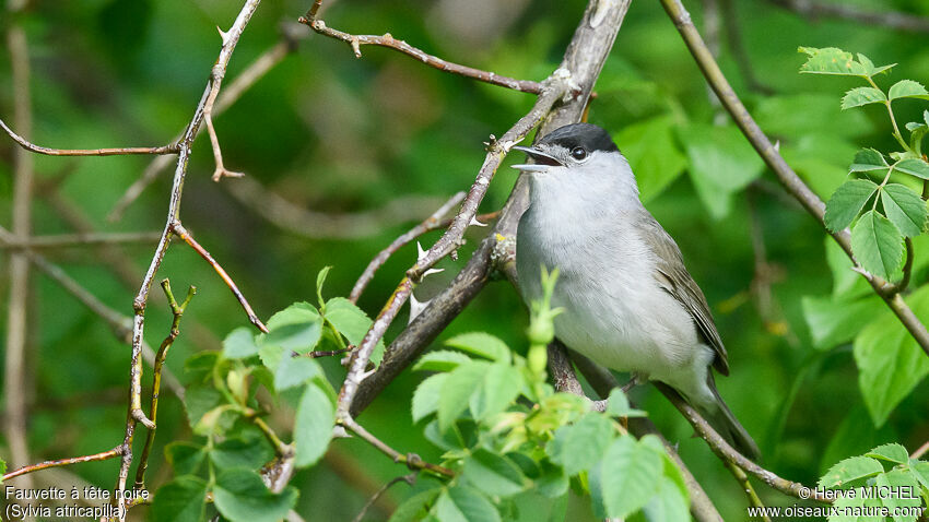 Eurasian Blackcap male adult