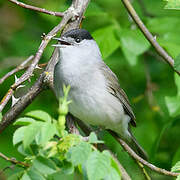 Eurasian Blackcap