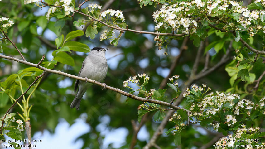 Eurasian Blackcap male adult