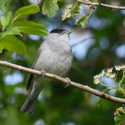 Eurasian Blackcap