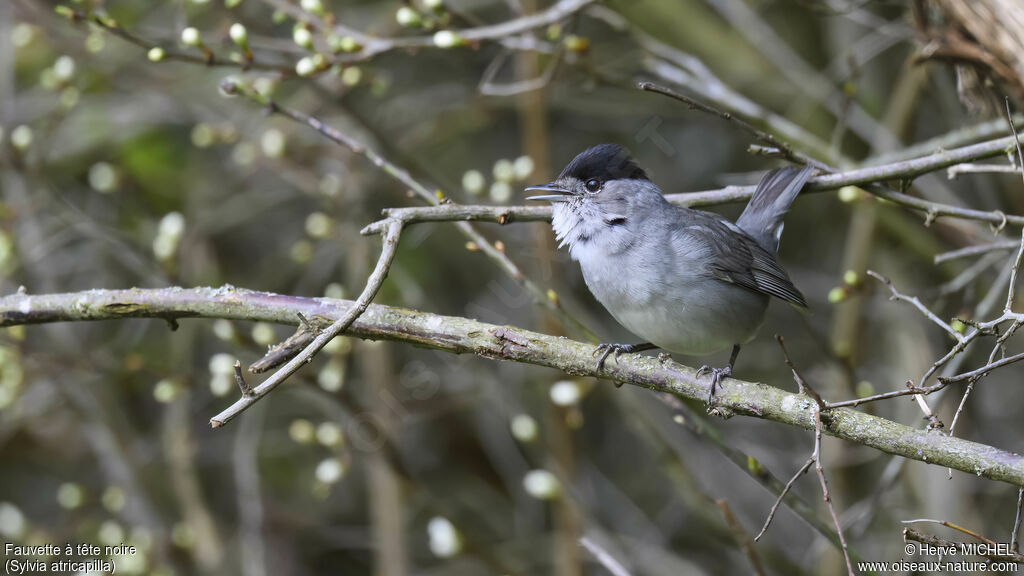 Eurasian Blackcap male adult breeding