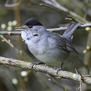 Eurasian Blackcap