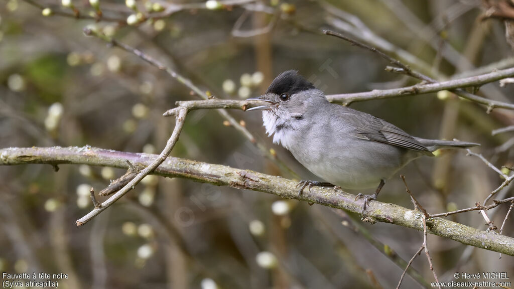 Eurasian Blackcap