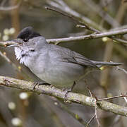 Eurasian Blackcap