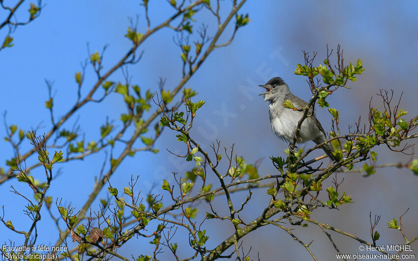 Eurasian Blackcap male adult, song