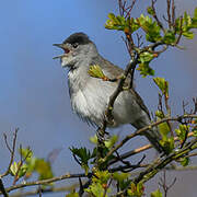 Eurasian Blackcap