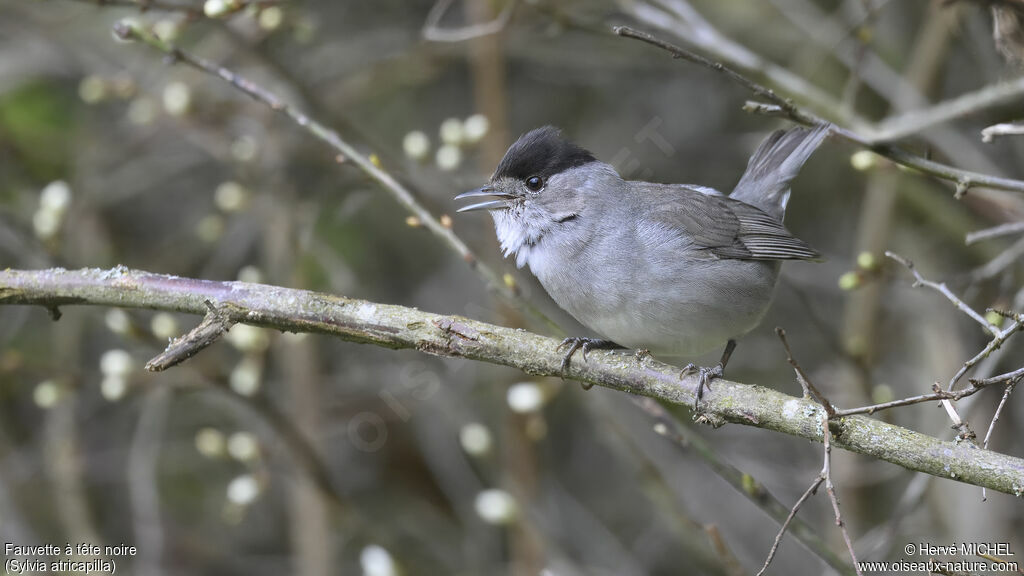 Eurasian Blackcap male adult breeding