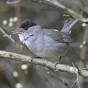 Eurasian Blackcap