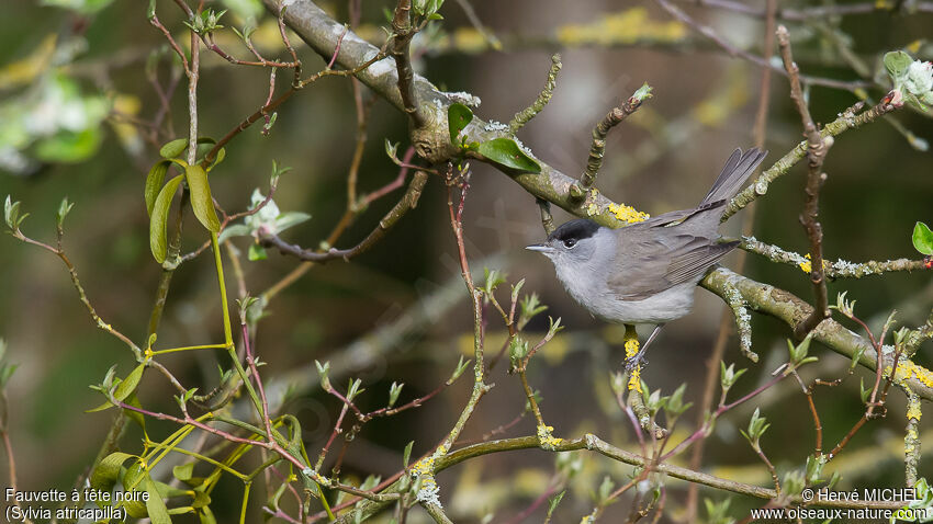 Eurasian Blackcap