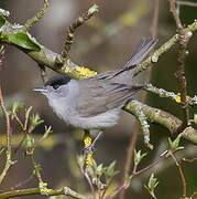 Eurasian Blackcap