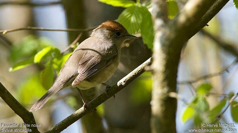 Eurasian Blackcap female adult breeding, identification