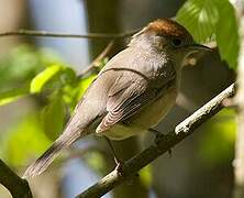 Eurasian Blackcap