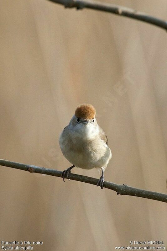 Eurasian Blackcap female adult breeding