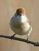 Eurasian Blackcap