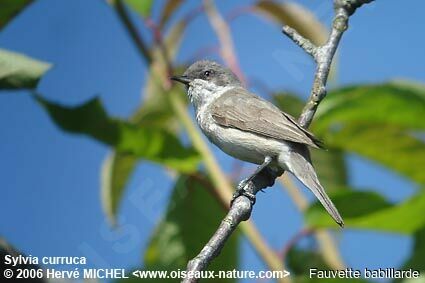 Fauvette babillarde mâle adulte nuptial