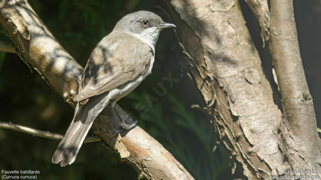 Lesser Whitethroat male adult breeding