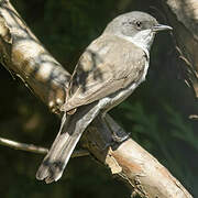 Lesser Whitethroat