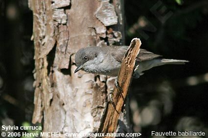 Lesser Whitethroat male adult breeding