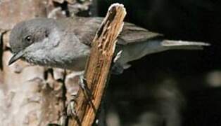 Lesser Whitethroat