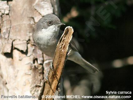 Lesser Whitethroat male adult breeding