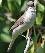 Lesser Whitethroat