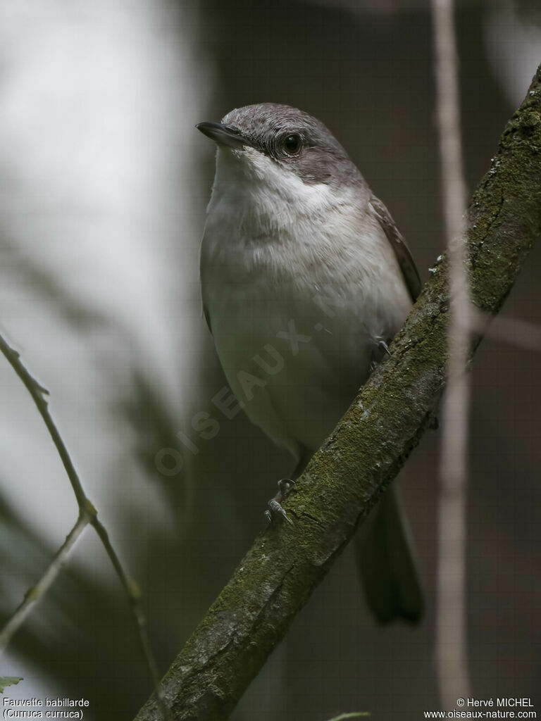 Lesser Whitethroat male adult breeding