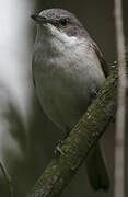 Lesser Whitethroat