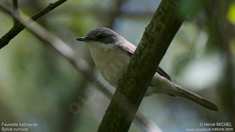 Lesser Whitethroat male adult breeding