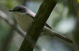 Lesser Whitethroat