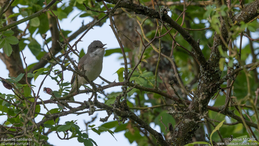 Lesser Whitethroat male adult breeding