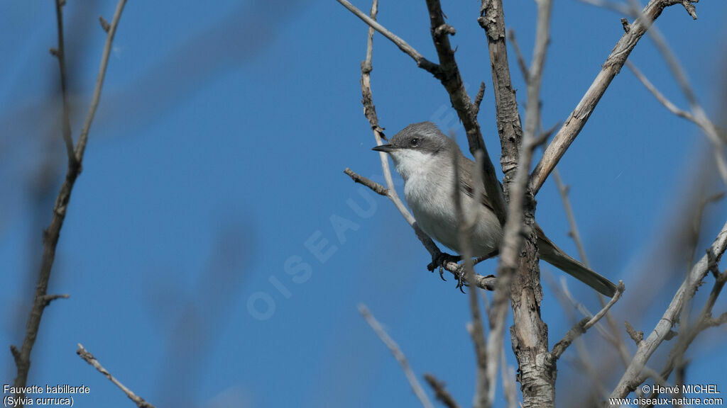 Lesser Whitethroat