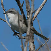 Lesser Whitethroat