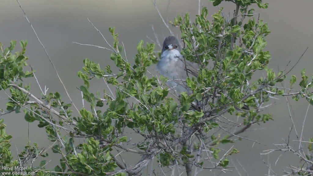 Hume's Whitethroatadult, habitat, pigmentation