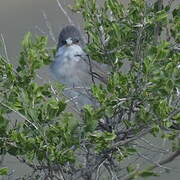 Hume's Whitethroat