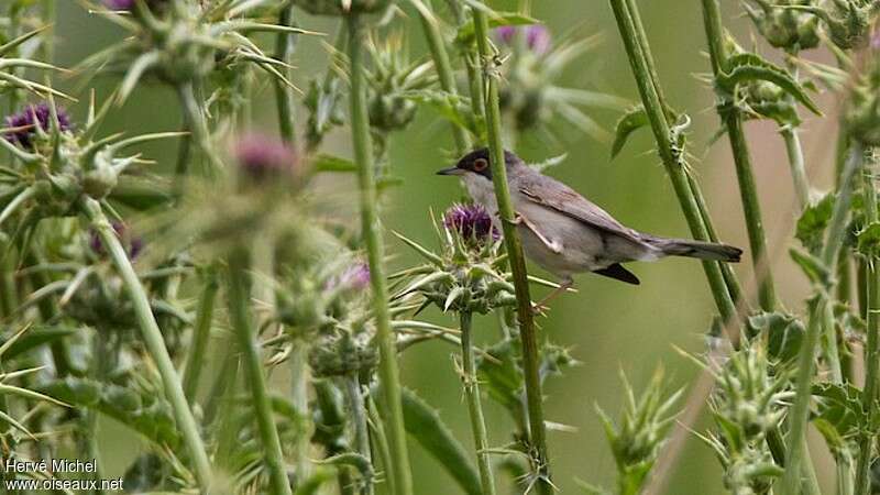 Menetries's Warbler male adult breeding, identification